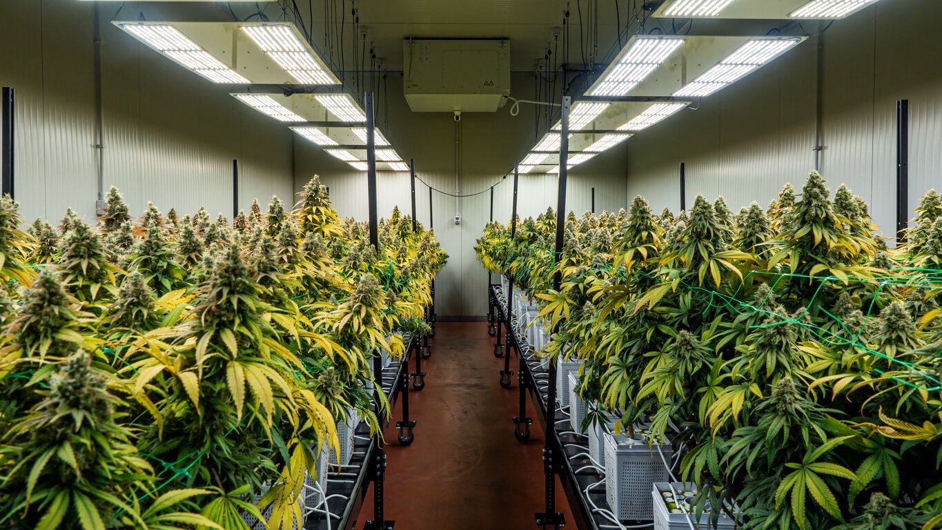 Cannabis Marketing – Branding Los Angeles Cannabis Marketing - Branding Los Angeles