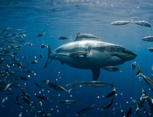 Shopify Success: How a Developer Could Impress the Shark Tank